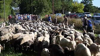 Transhumance au Musée Paysan de Toujouse #Patrimoine #Artisanat #Gascogne #Gers #Occitanie #Tv_Locale