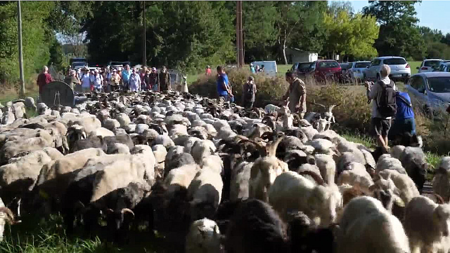 Transhumance au Musée Paysan de Toujouse #Patrimoine #Artisanat #Gascogne #Gers #Occitanie #Tv_Locale